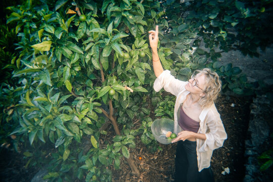 Gathering Fresh Fruit From the Garden in a Serene Outdoor Space
