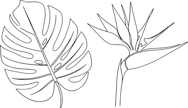 Two simple line art illustrations of a Monstera leaf and a Bird of Paradise flower