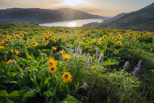 A field of wildflowers and the Columbia river at first light 