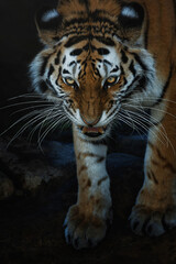 Obraz premium Siberian tiger (Panthera tigris altaica) detail portrait