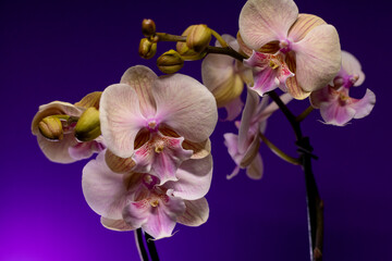 pink moth orchid on purple background