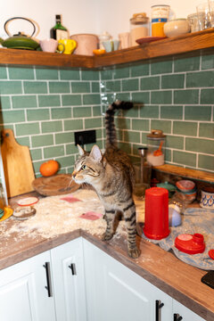 Cat exploring kitchen mess