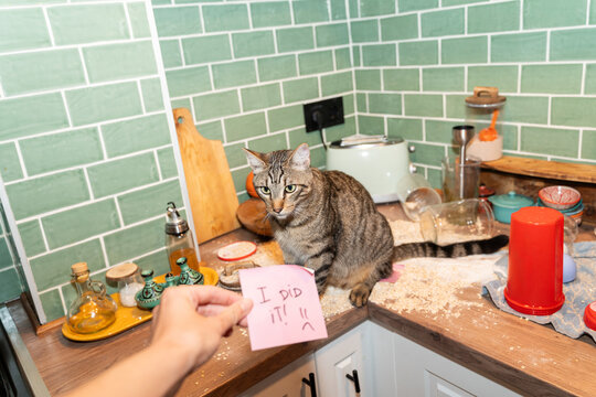 Cat Makes Kitchen Mess