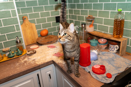Cat standing on messy counter