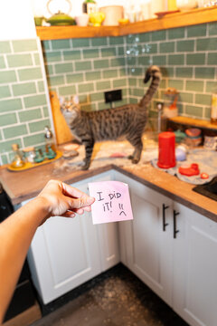 Cat guilty kitchen mess
