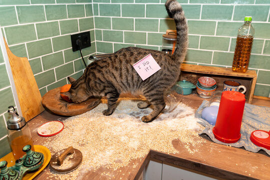 Cat Mess in Kitchen 