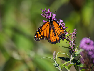 Obraz premium Monarch butterfly (Danaus plexippus) gathering fuel for its fall migration on a vibrant purple wildflower in Southern Ontario, Canada