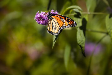 Monarch butterfly (Danaus plexippus) gathering fuel for its fall migration on a vibrant purple wildflower in Southern Ontario, Canada