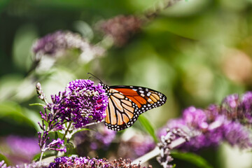 Obraz premium Monarch butterfly (Danaus plexippus) gathering fuel for its fall migration on a vibrant purple wildflower in Southern Ontario, Canada