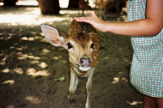 Kid petting a deer. Film