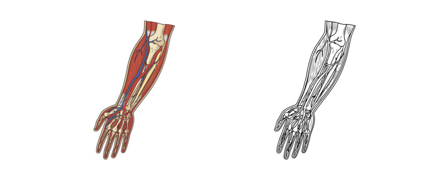 Anatomical diagrams of human arm and hand comparing colored and line art styles showing arteries veins bones and muscles on white background for medical and educational use