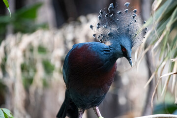 The Victoria Crowned Pigeon (Goura victoria).