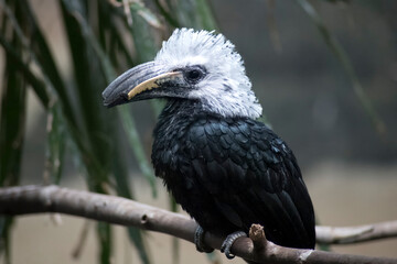 The White-Crowned Hornbill (Berenicornis comatus).