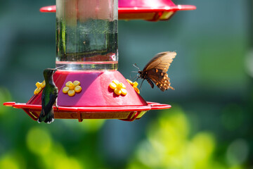 A Ruby-throated Hummingbird and a dark-phase Eastern Tiger Swallowtail butterfly sharing a red nectar feeder in Kentucky during July. © Jennifer