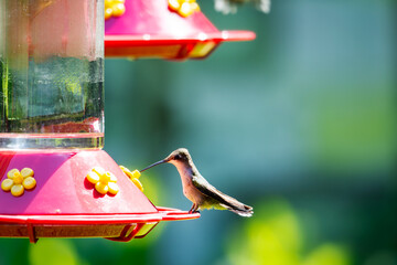 A female Ruby-throated Hummingbird (Archilochus colubris) perched on a red nectar feeder in Western Kentucky during a sunny July day. © Jennifer