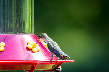 Close-up of a female Ruby-throated Hummingbird (Archilochus colubris) perched and feeding from a red nectar feeder in Kentucky during July. © Jennifer