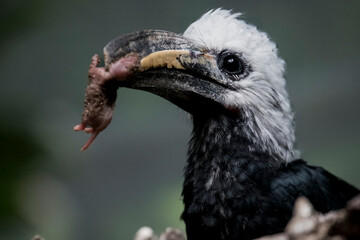 A White-Crowned Hornbill (Berenicornis comatus) holding its kill.