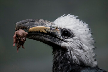 A White-Crowned Hornbill (Berenicornis comatus) holding its kill.