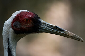 The White-Naped Crane (Antigone vipio)