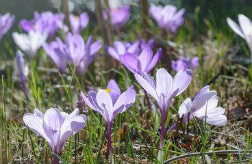 Blooming lilac crocuses, selective focus