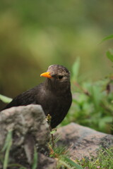 Fototapeta premium Close up photo of Lawu Starling, Turdus poliocephalus. Jalak Lawu is endemic bird of Lawu mountain, Indonesia