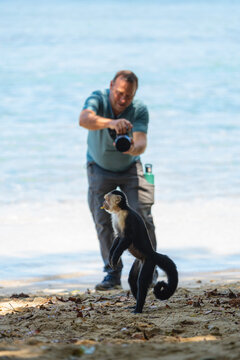 Photographing a capuchin monkey