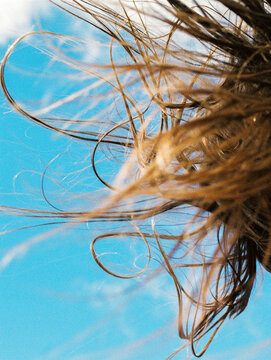 Nature Abstract Texture Hair in the Wind