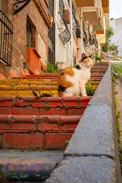 Low angle view of stray cat sitting on colorful painted stairs on a steep street in Balat, with old brick walls and residential houses in the background in Istanbul, Turkey