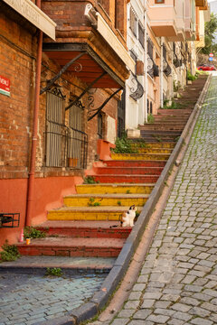 Colorful painted stairs on a steep street in Balat with old brick walls and iron grilles, with a cat sitting near the steps on a quiet day in Istanbul, Turkey