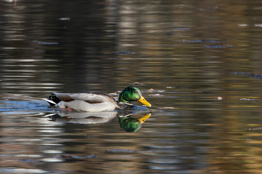 mallard duck swims in a pond with refelction