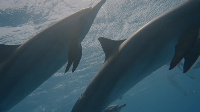 Underwater shot of wild dolphin big pod in amazing light. Aquatic marine animals in natural habitat. Common Dolphins playing in blue water of Red sea. Closeup of friendly bottlenose. Wildlife nature