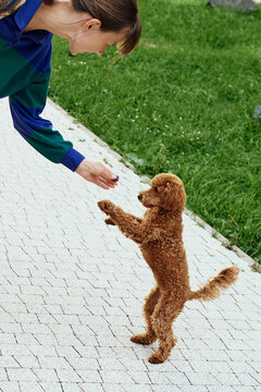 Dog is learning tricks while interacting with a person