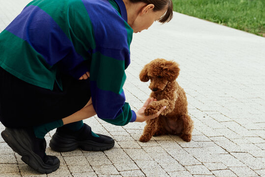 Dog is learning &ldquo;give paw&rdquo; trick