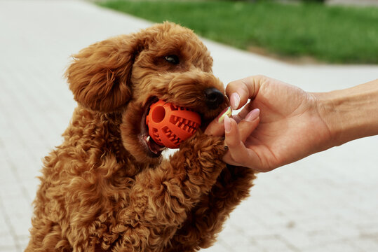 Cute dog plays with a ball during a sunny day