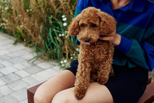 Woman holding a puppy on her laps