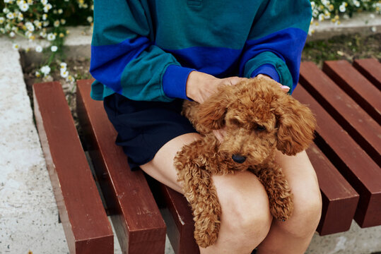 Poodle lying on laps