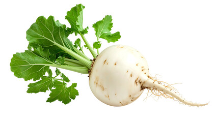 Isolated close-up of a white root vegetable with green leafy stems and a few roots