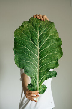 Young female holding big fresh green chard leaf 