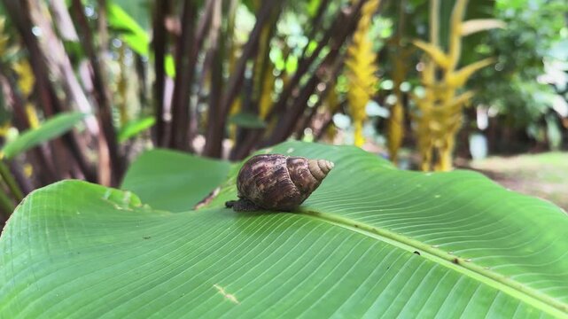 Snail resting atop a large green leaf in a tropical rainforest on Hawaii island