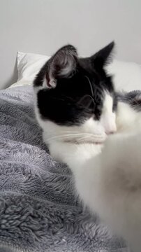 Funny video of black and white cat grooming itself on a soft gray blanket with eyes partially closed in a relaxed indoor setting.
