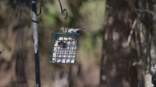 Chipping sparrow eating from a suet feeder