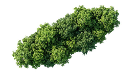 Obraz premium Lush Green Tree Canopy Isolated on White Background