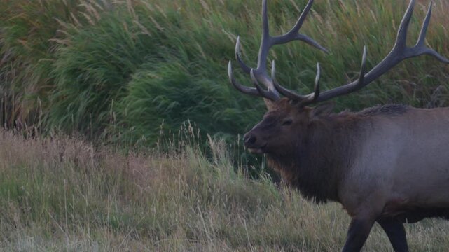 Large Bull elk walks in slow motion through a grassy meadow, close up