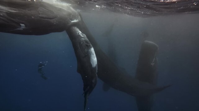 Underwater view of Sperm Whale group socialization. Wildlife marine mammal animals. Many whales play with each other, dancing clicking rubbing. Giant aquatic animals in deep blue water of Indian Ocean