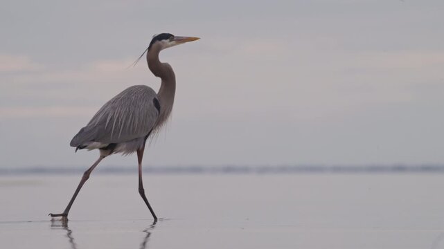 Great Blue Heron walking in slow motion across a shallow bay