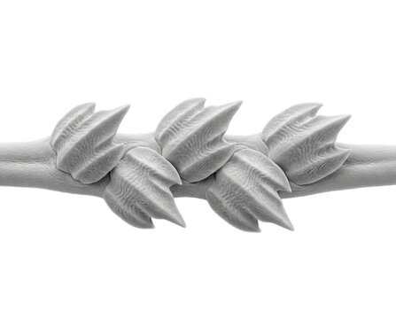 Cluster of interlocking shark dermal denticles isolated on transparent background visualizing advanced texture mapping and protective shield patterns for graphic resources