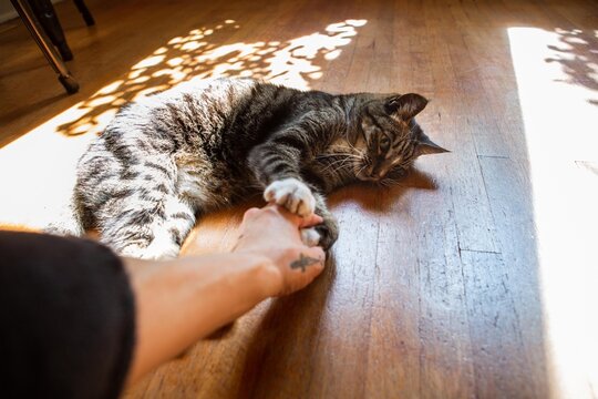 Cute Frisky Cat Holding Woman's Hand