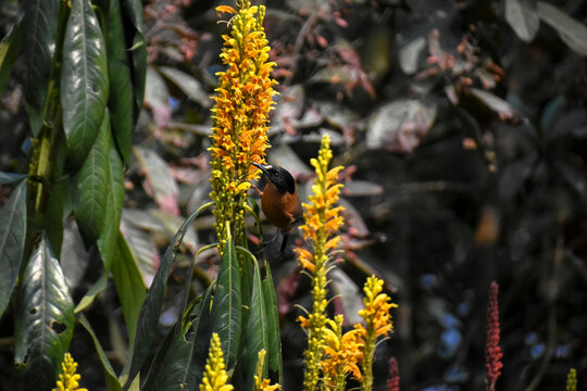 Rufous Sibia Heterophasia capistrata Hunting Nectar in Blossoms of Ocotillo flowers at Latpanchar, India.