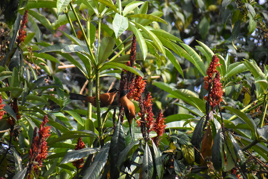 Rufous Sibia Heterophasia capistrata Hunting Nectar in Blossoms of Ocotillo flowers at Latpanchar, India.