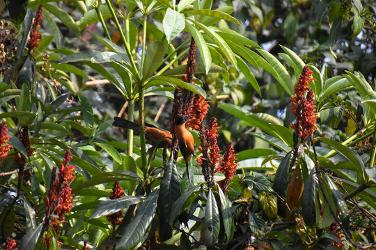 Rufous Sibia Heterophasia capistrata Hunting Nectar in Blossoms of Ocotillo flowers at Latpanchar, India.